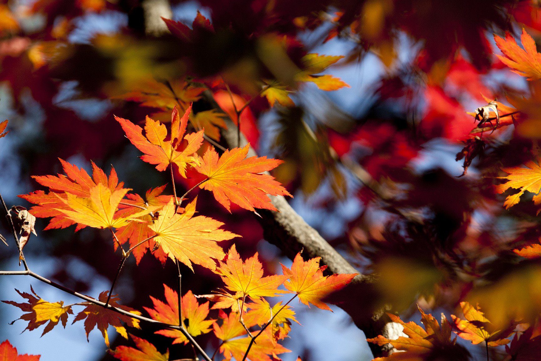 Journée Promo des Massages Tuina pour le Dos