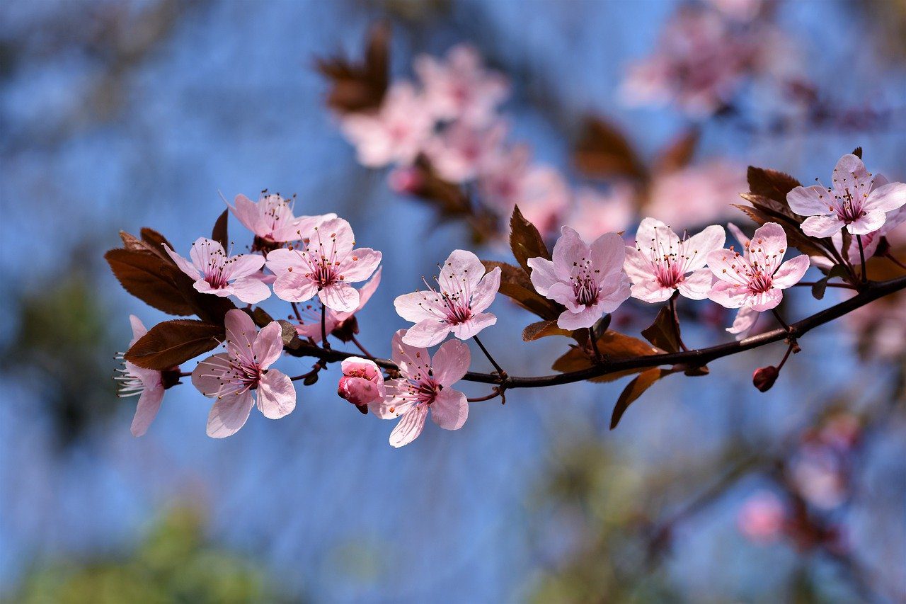 Un printemps pour éclore à soi-même ?…